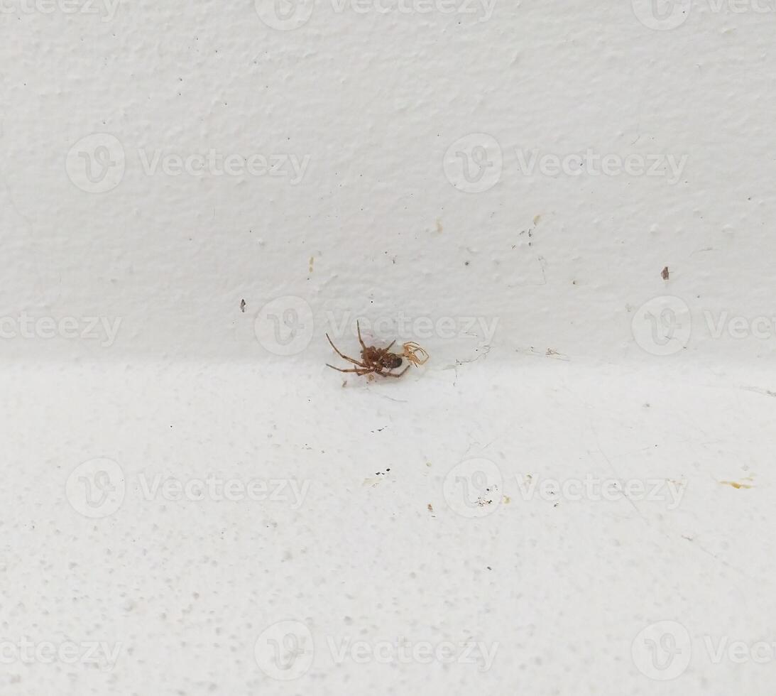 A brown spider on a textured white wall, seen in closeup. Symbolizing fear, home pests, or nature, its ideal for articles about insects or phobias. photo