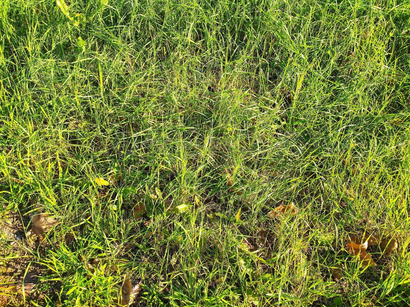 Vibrant green grass texture, perfect for backgrounds, website designs, or naturethemed projects. Sunlight illuminates the lush blades, creating a natural and refreshing feel. photo
