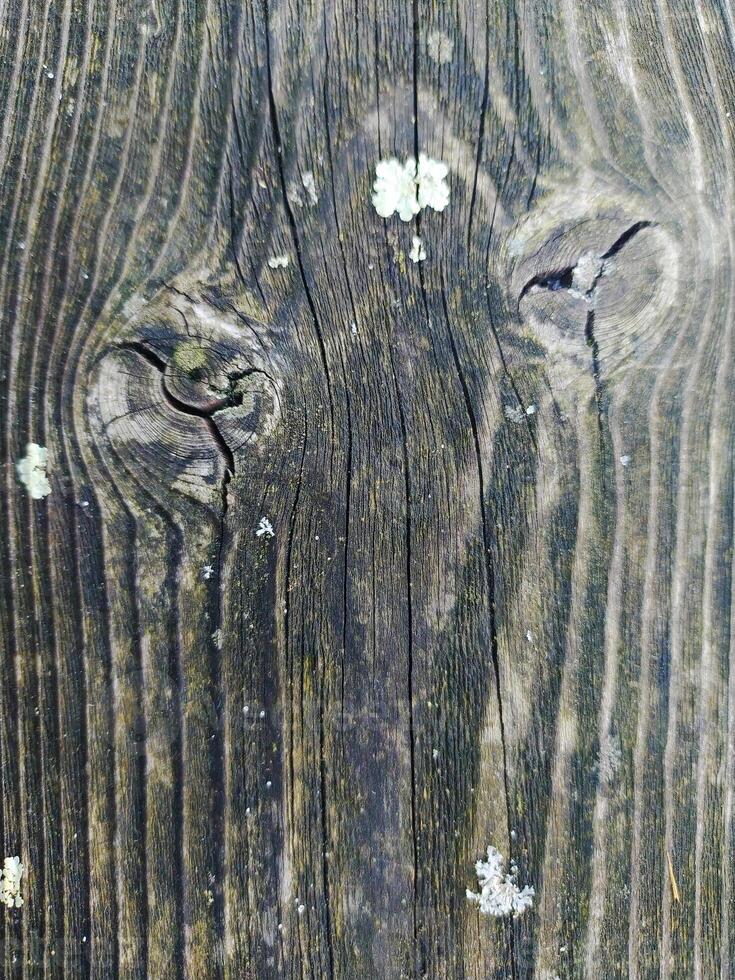 Closeup of weathered, gray wood planks exhibiting natural texture and aging. Knots and lichen add character. Ideal for rustic, nature, or background designs. photo