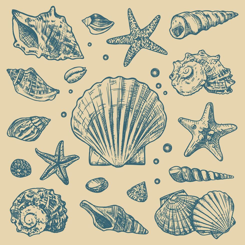 Nautical themed sketch with seashells and starfish elements vector