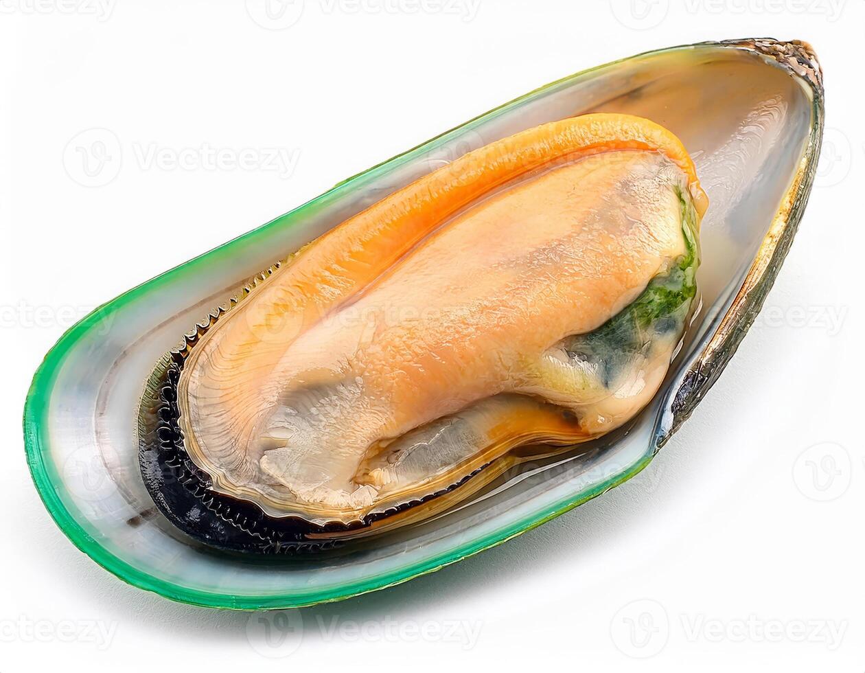Fresh Green Lipped Mussel in Shell Close up Studio Shot Isolated on White Background photo