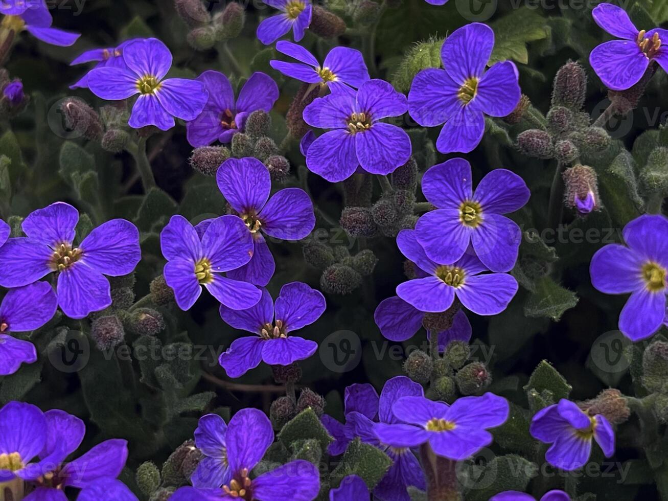 aubrietta during spring flowering. a charming plant that spreads a colorful carpet on the ground. photo