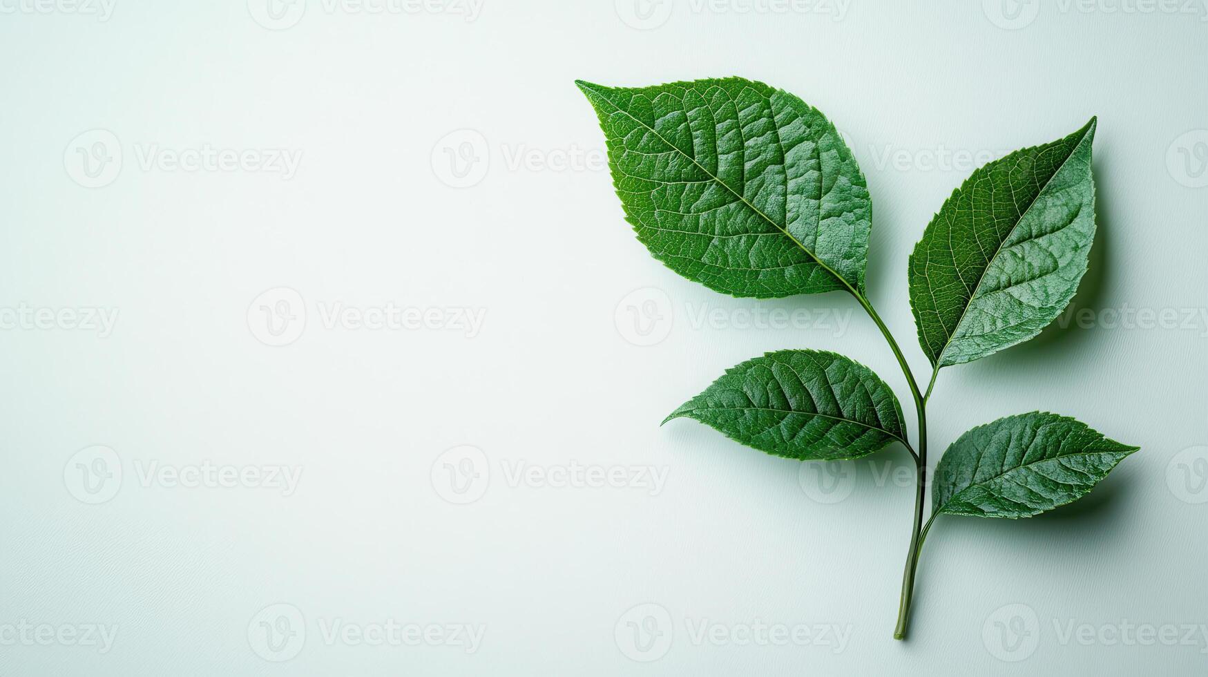 Four green leaves with visible veins on a small branch, set against a light textured background, highlighting natural details and organic beauty. photo