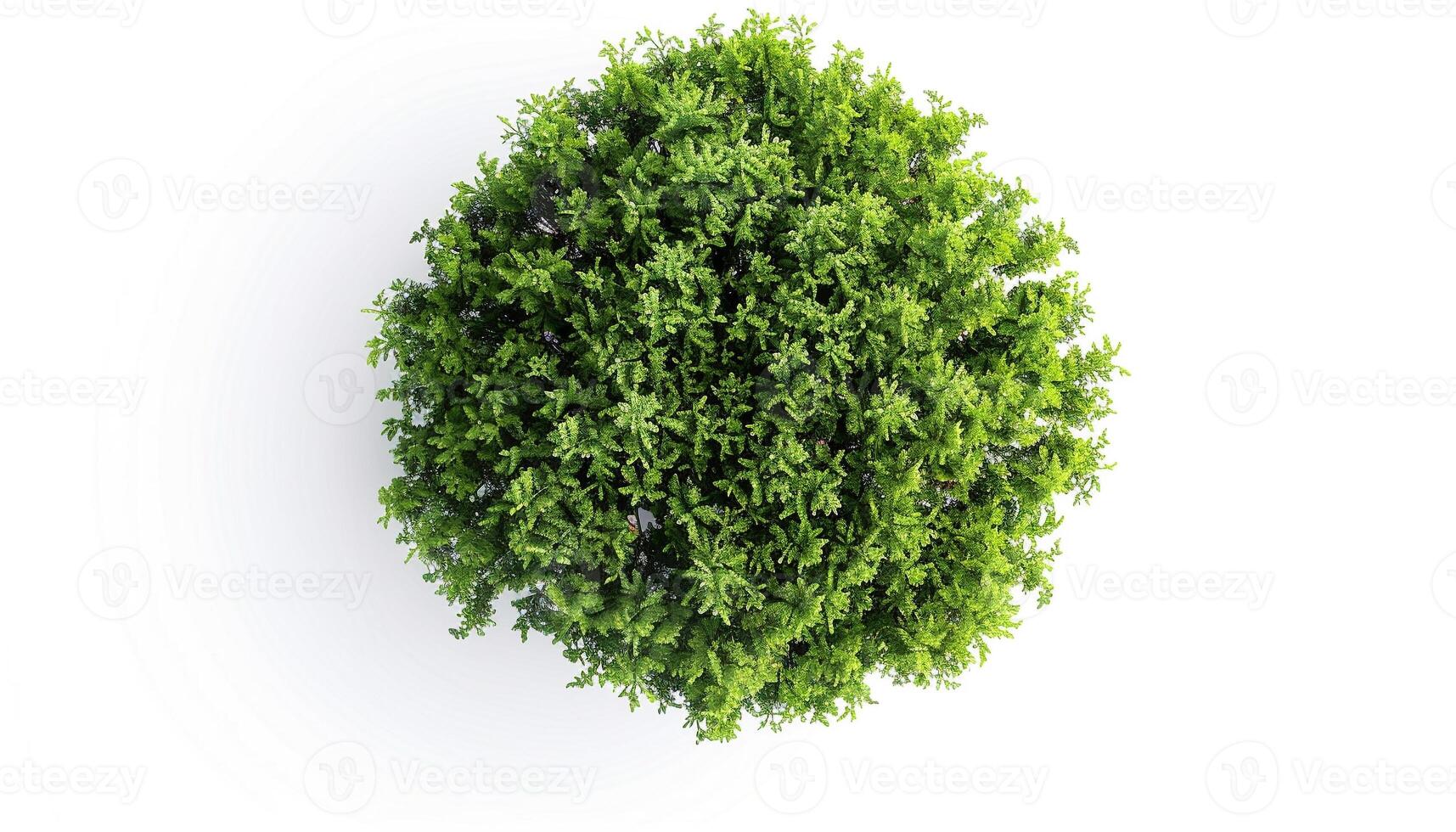 Top view of a neatly trimmed round shrub, perfect for minimalist gardens and modern outdoor designs. photo