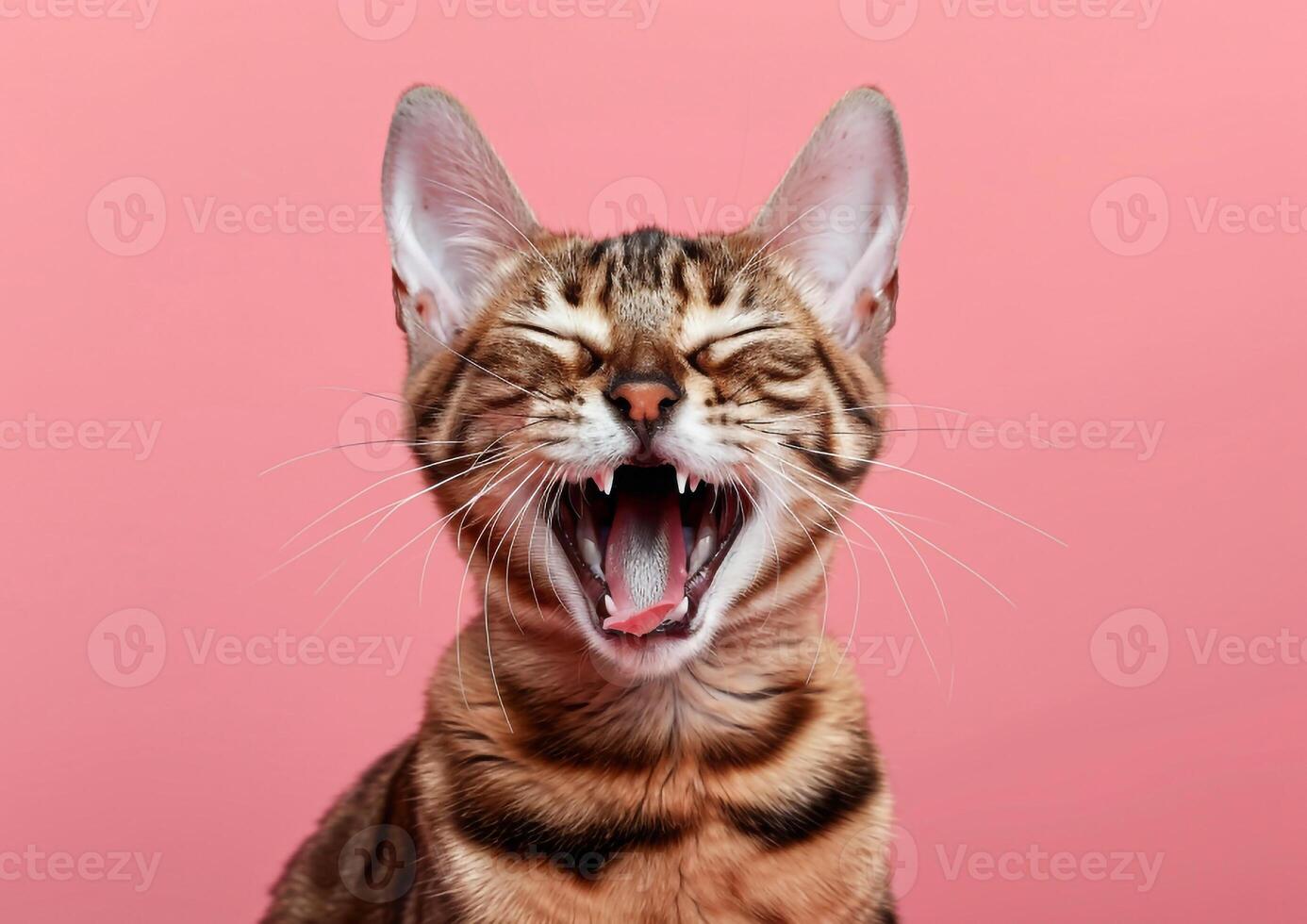 Close up of Bengal cat yawning with eyes closed and mouth wide open isolated on pink background photo