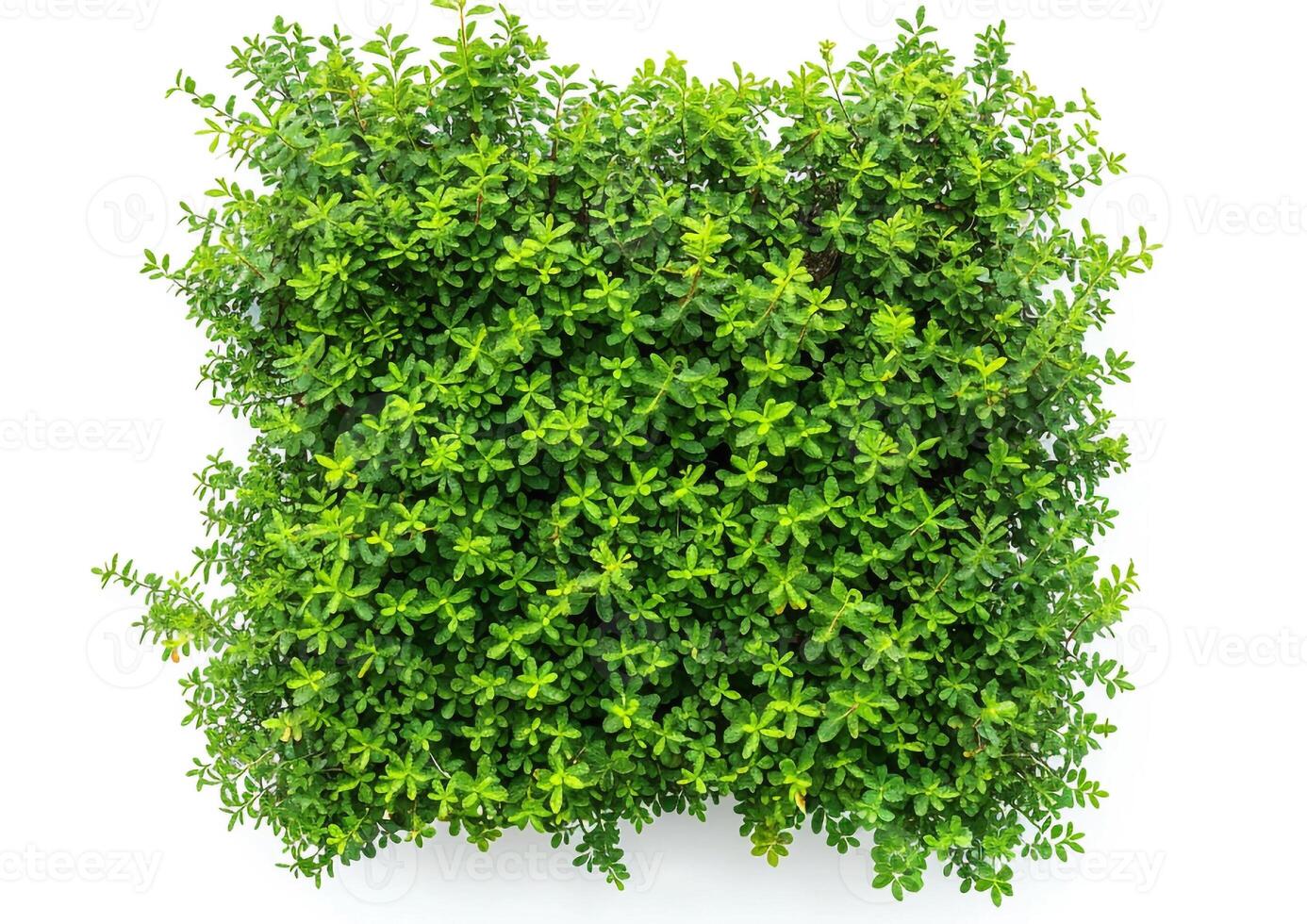 Square shape of green shrub top view isolated on white background photo
