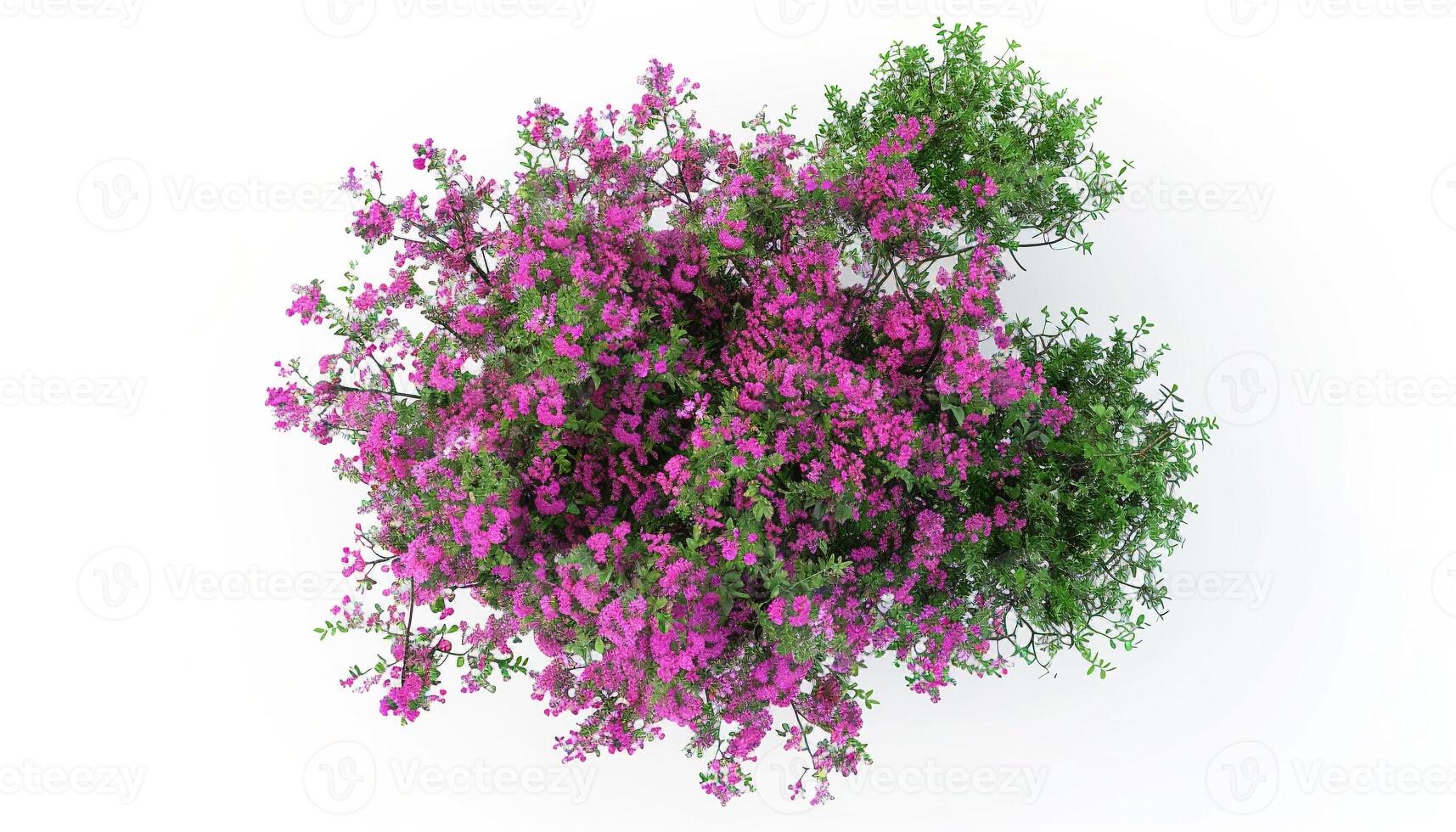 Blooming bush bursts with pink and green from above, capturing nature is quiet elegance and rhythm. photo