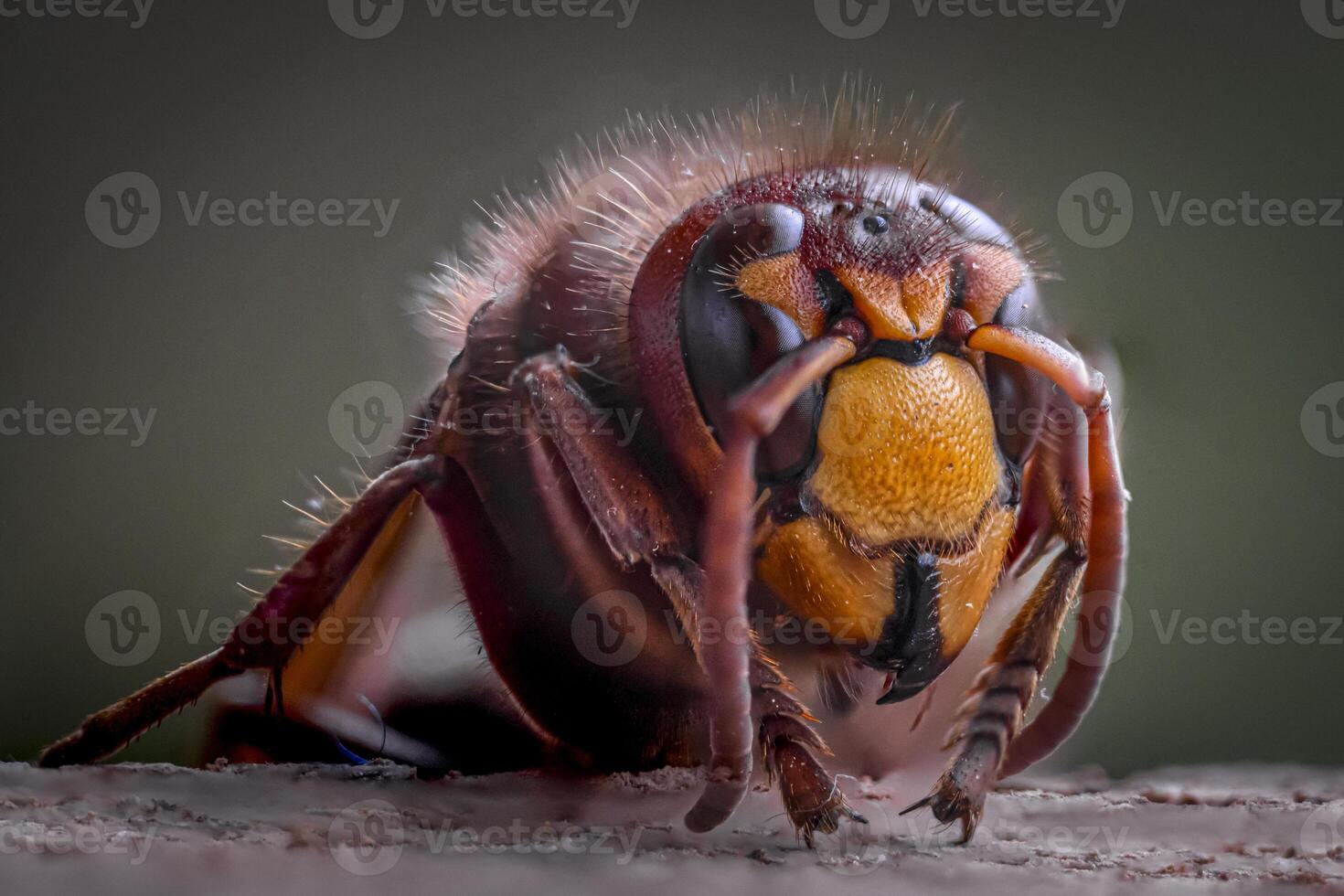 Close-up of a European hornet, Vespa crabro, captured in extreme macro photo