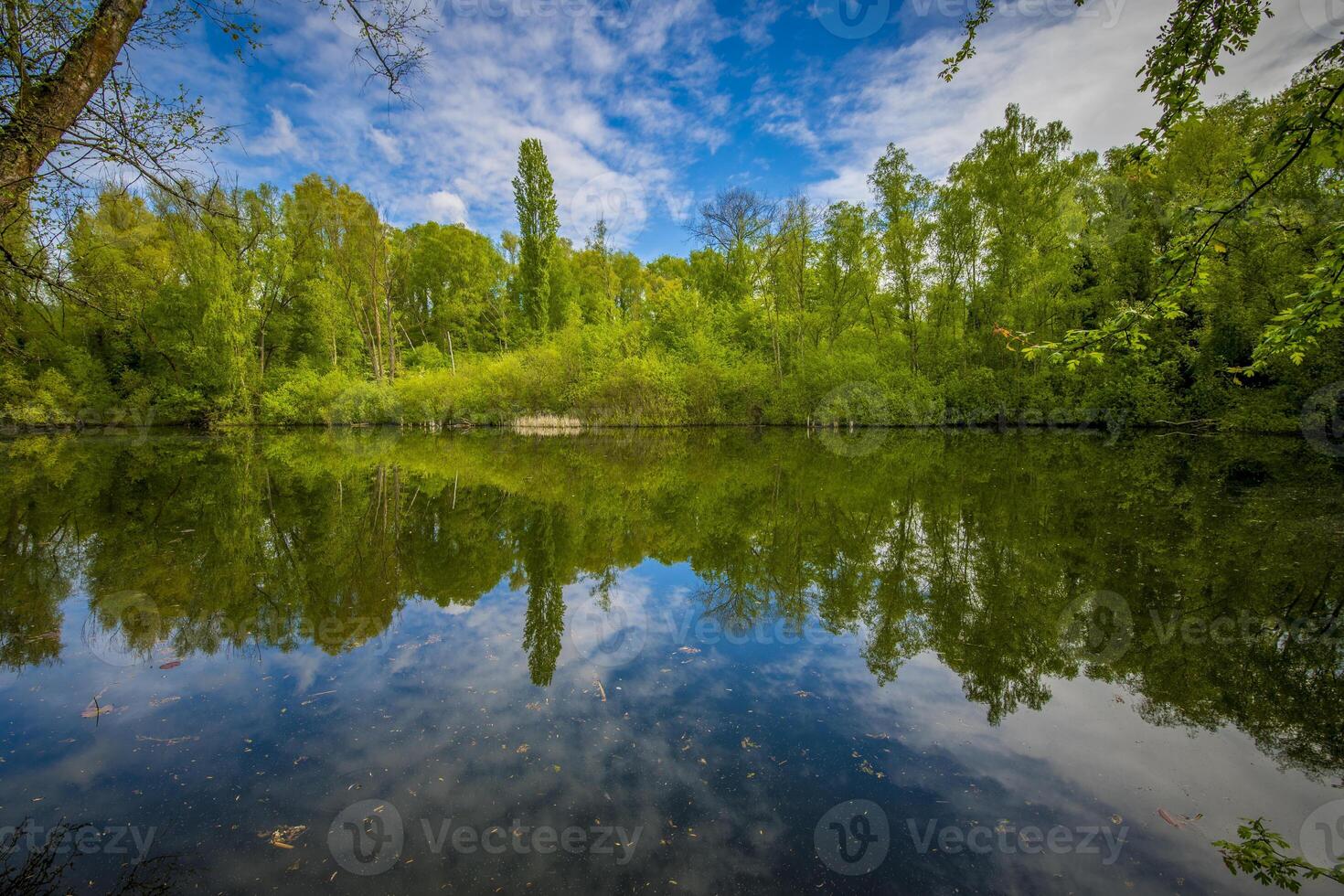View on a pond in nature park Gelaagpark in Steendorp, near Temse, Belgium photo