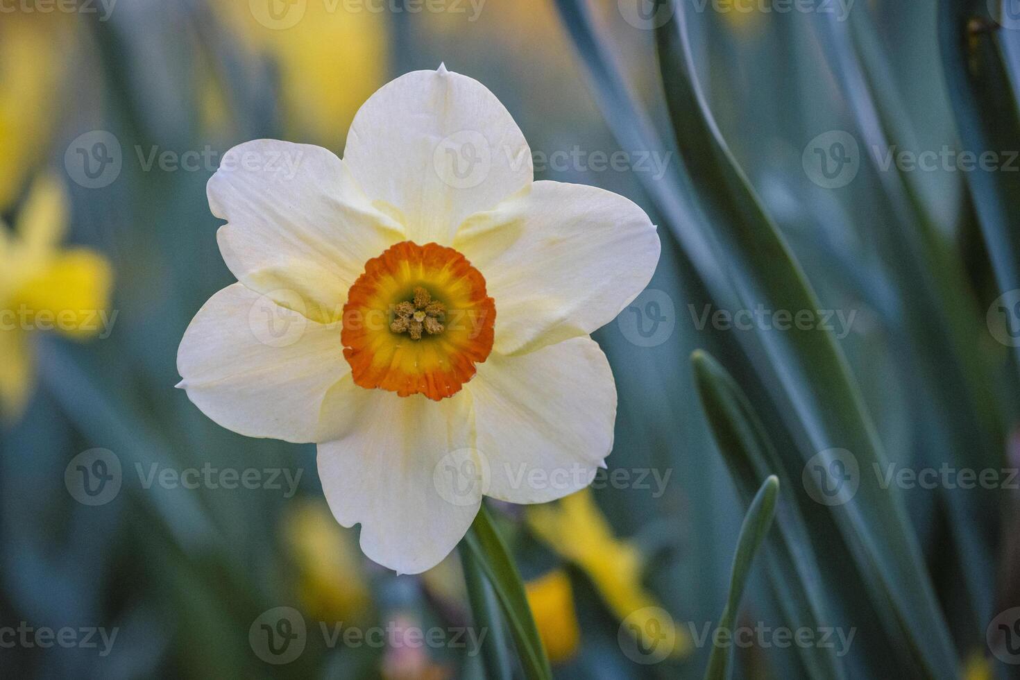 Close-up of Narcissus pseudonarcissus with orange corona, blooming among green stems. photo