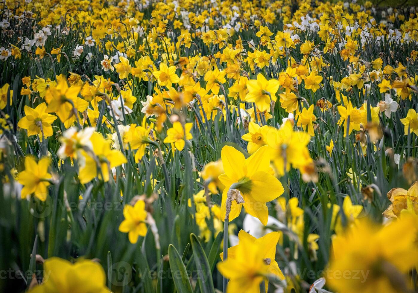 Field of bright yellow and white daffodils Narcissus photo