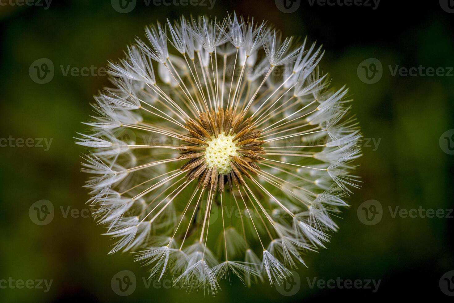Closeup of a dandelion seed head with intricate white seeds against a soft green background photo