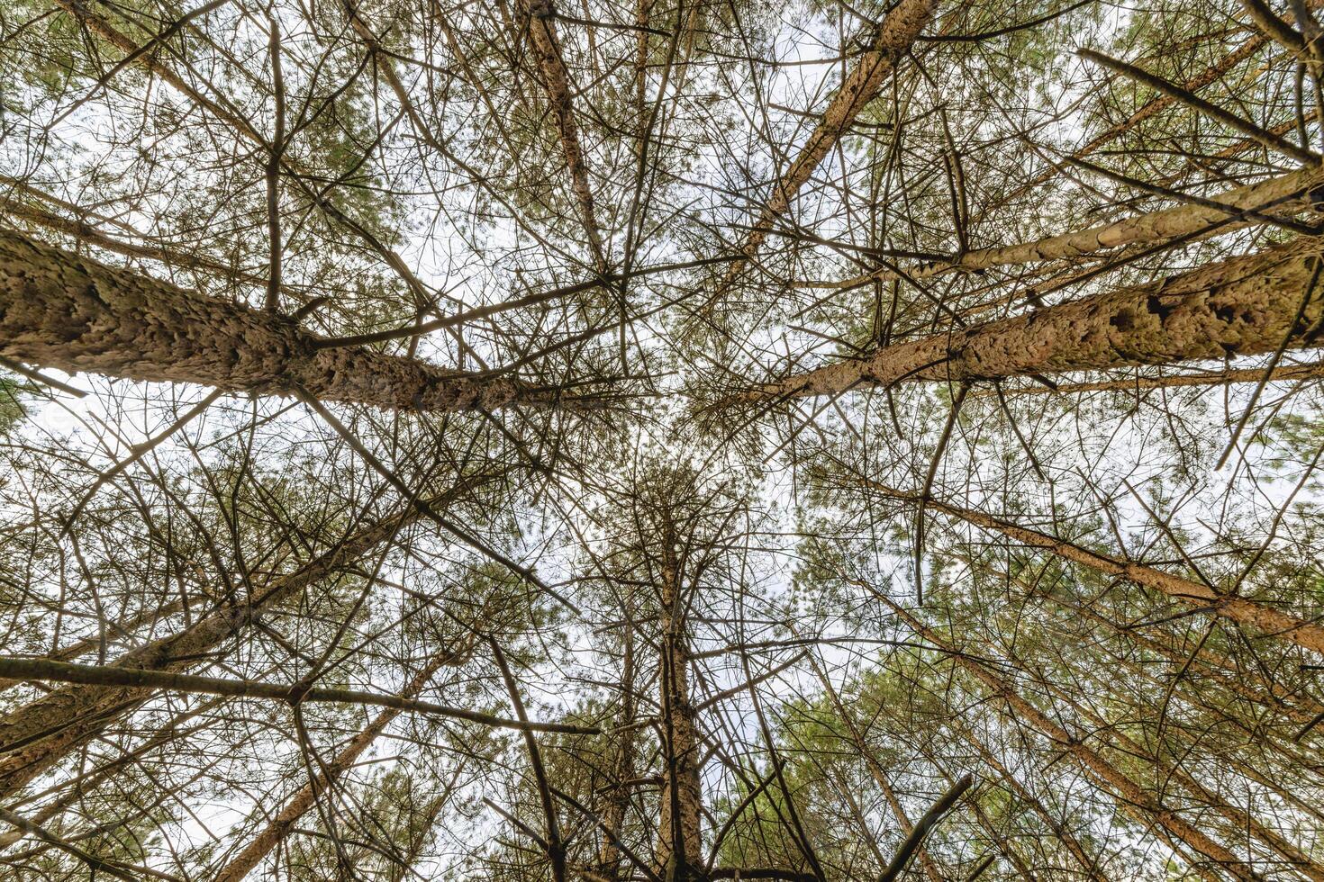 Looking up at tall pine trees in a dense forest, with branches against the sky. photo