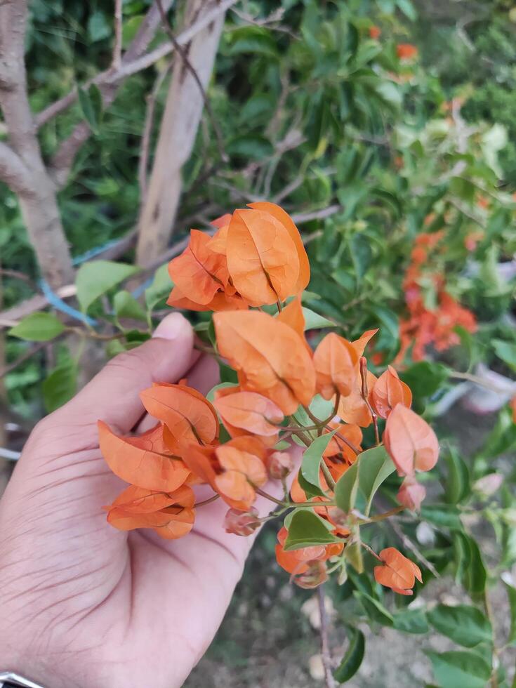 A hand holding an orange flower in front of a tree photo