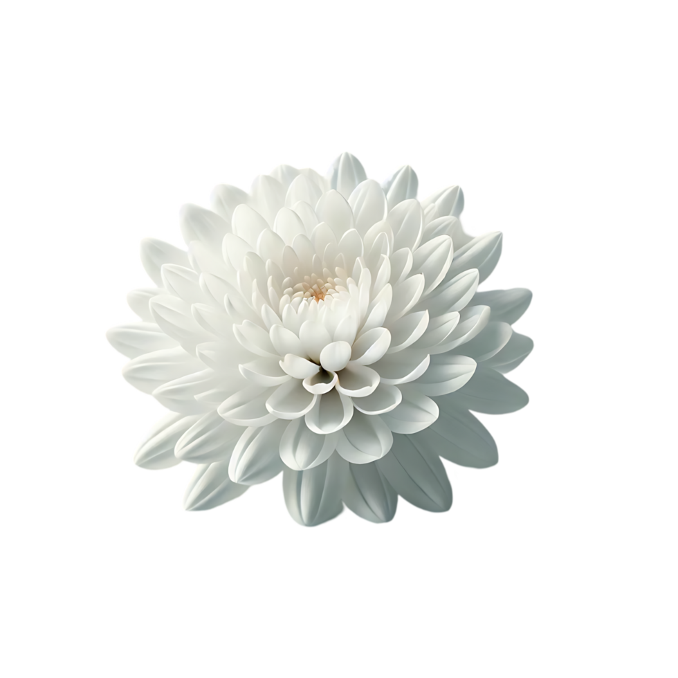 Detailed illustration of a white chrysanthemum flower with golden heart png