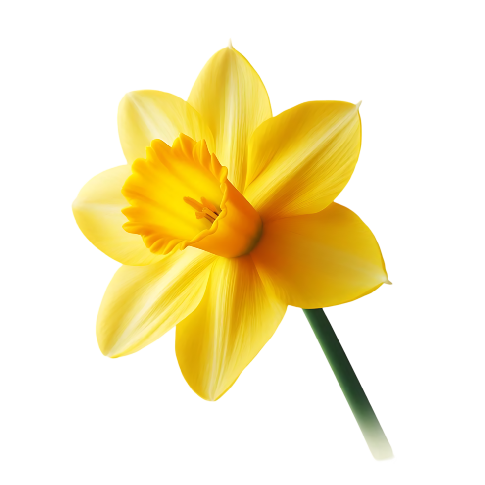 Bright yellow daffodil with elongated petals and central bloom png