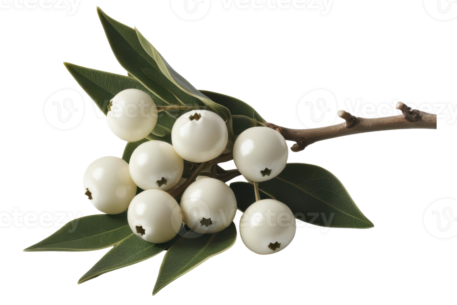 Branch of White Berries with Green Leaves isolated on a transparent background png