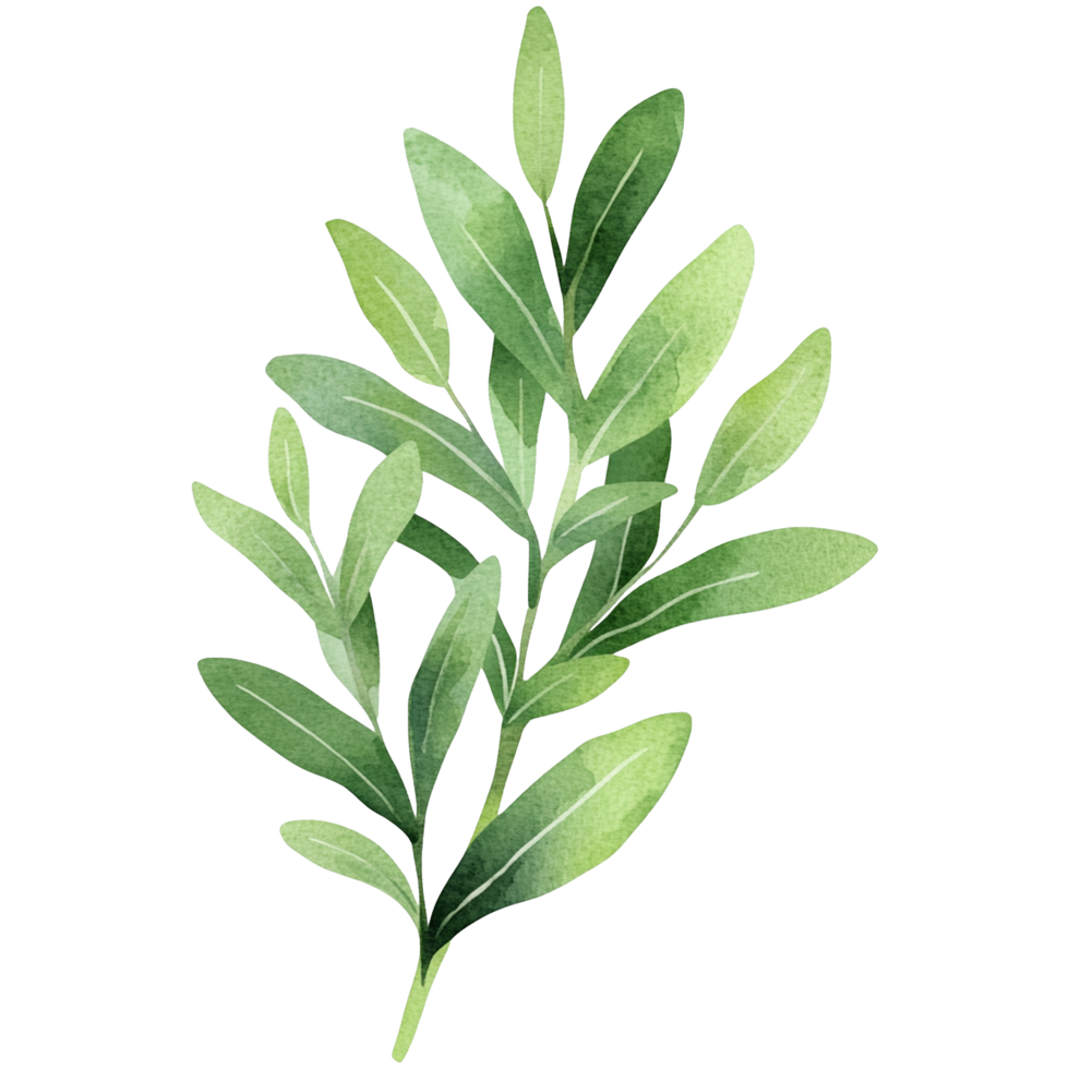 Watercolor illustration of olive branch png