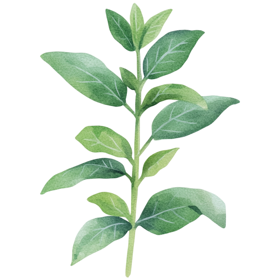 Watercolor illustration of a leafy plant png