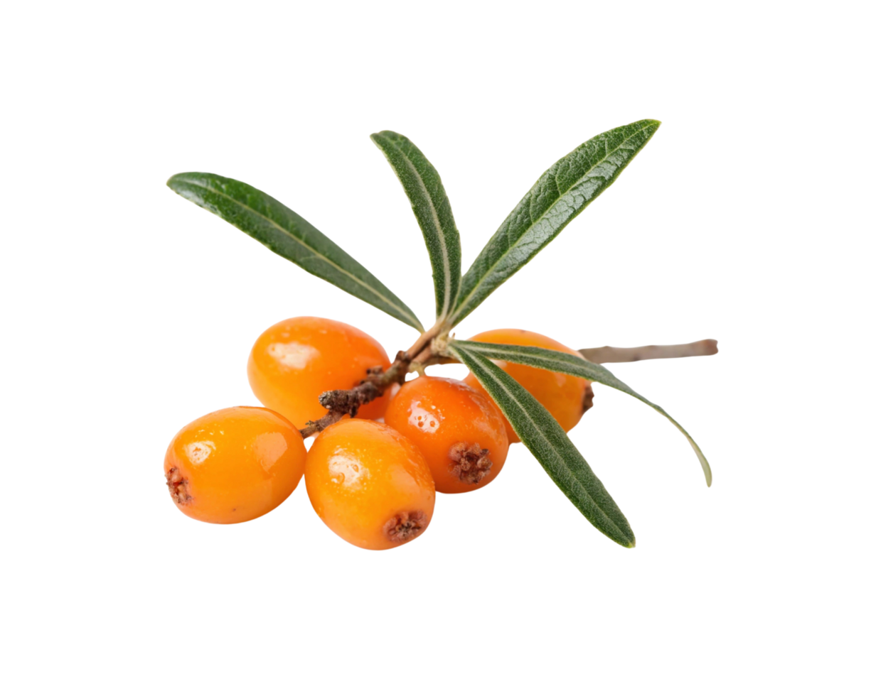 Sea buckthorn fruit png