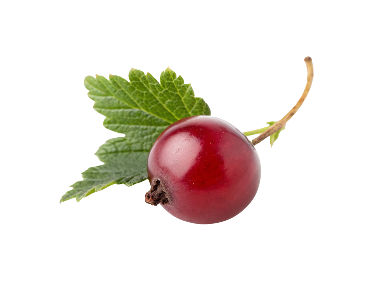 A red curranberry with leaves on it png