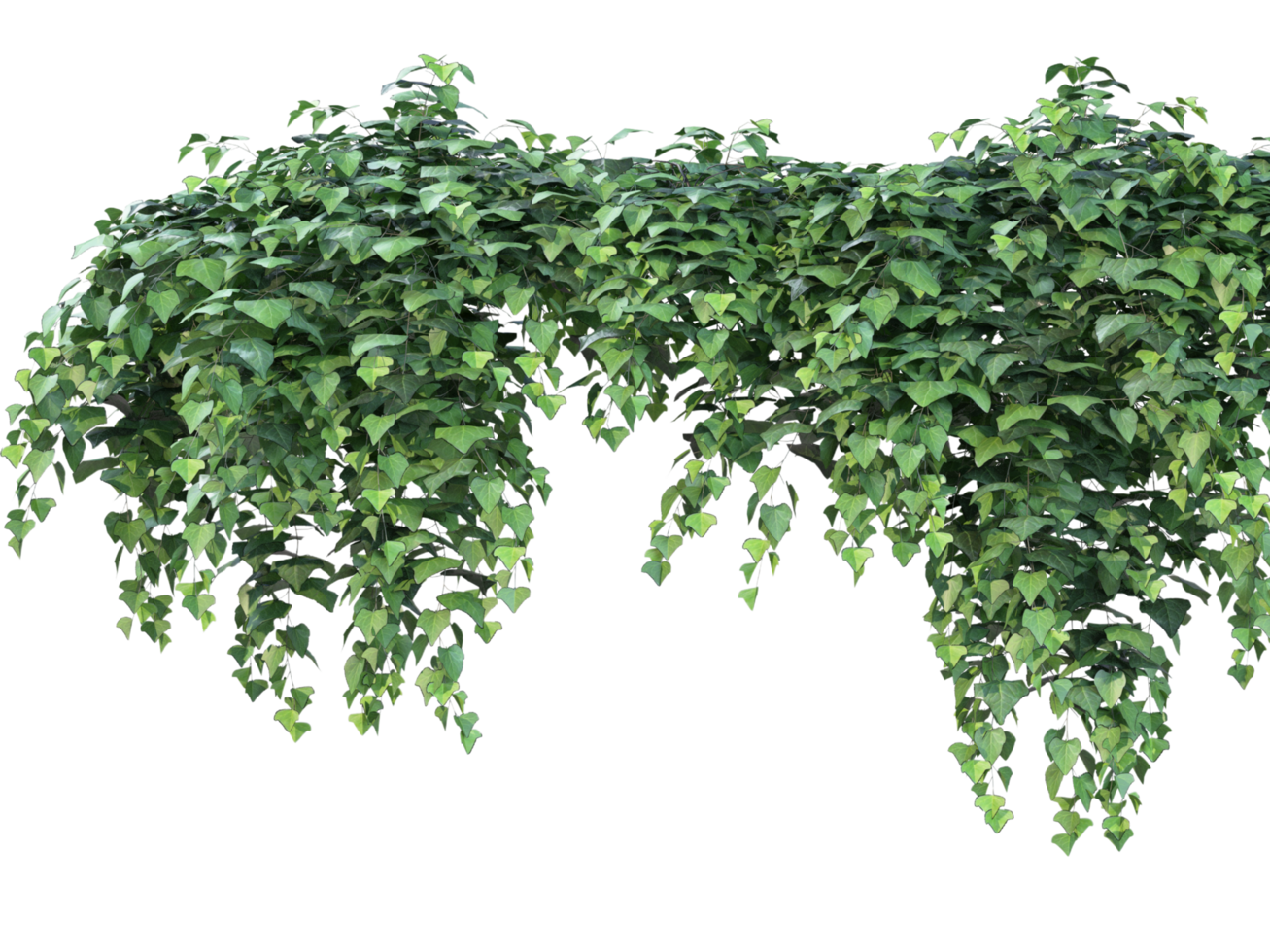 A hanging plant with green leaves png