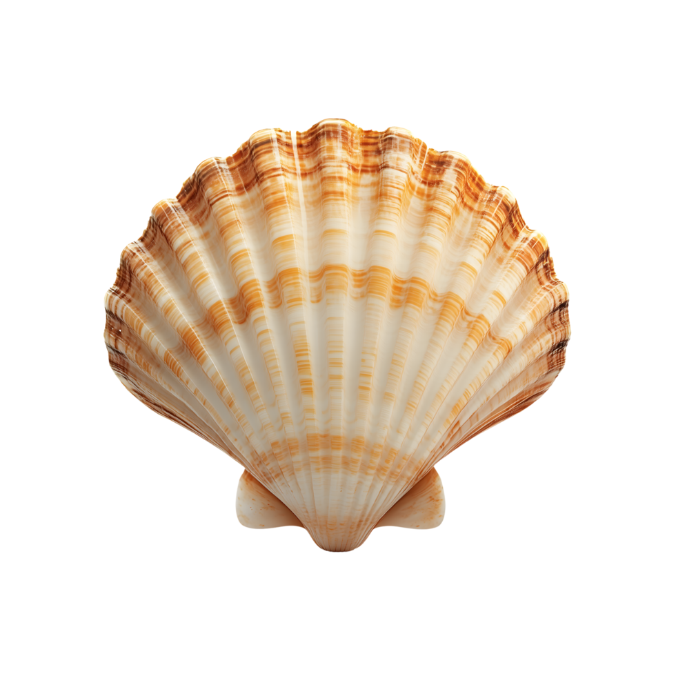 Seashell with Beige Bands on Transparent Background, Detailed Texture, Ocean Find png