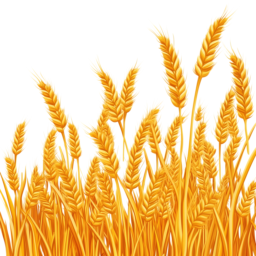 Golden Wheat Field on Transparent Background, Harvest Season Design png