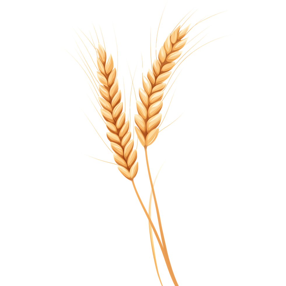 Wheat Stalks of Golden Ripe Grains with Transparent Background Food Design png