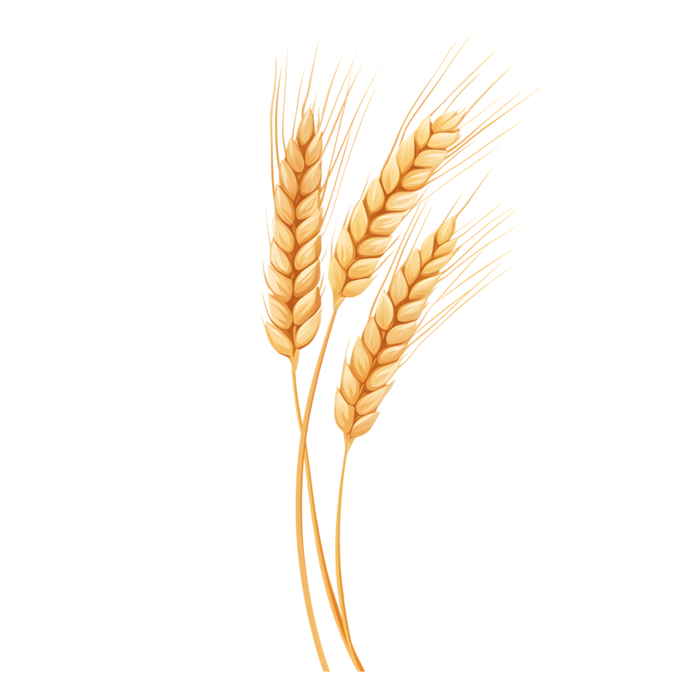 Wheat Stalks Bunch With Golden Color and Transparent Background Design png