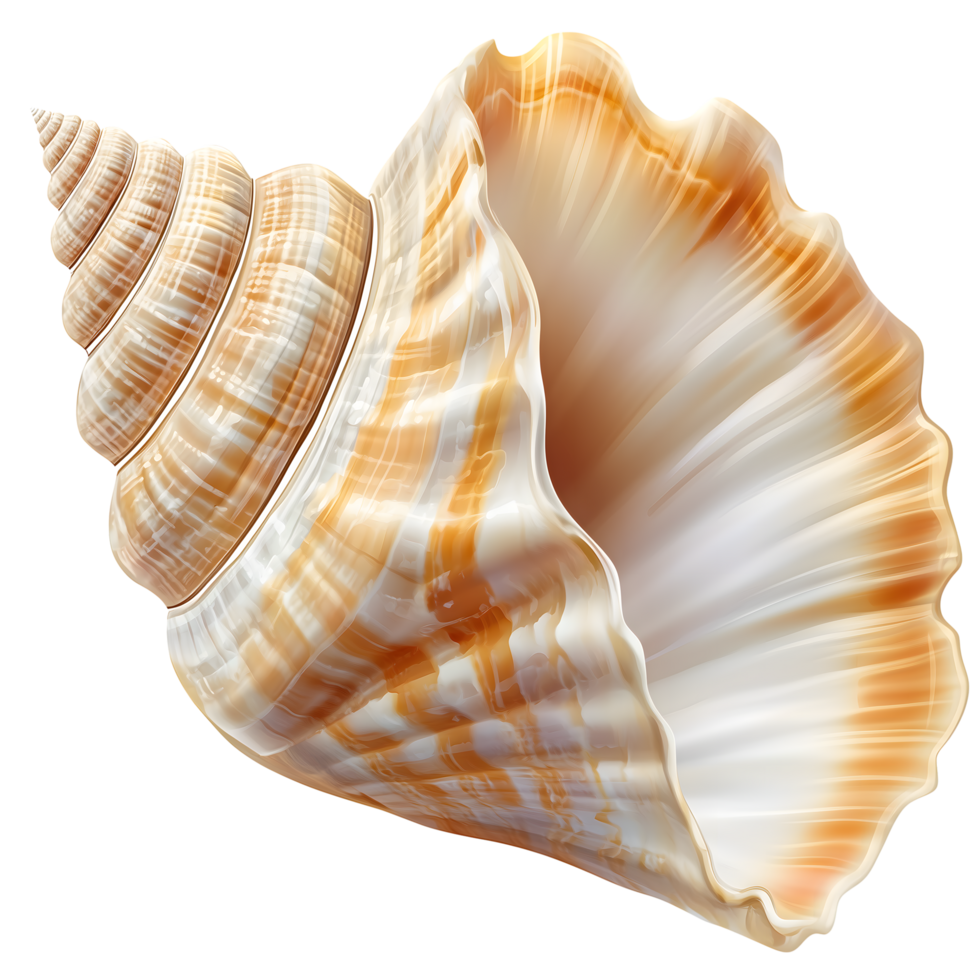 Seashell Spiraling Ivory and Amber Color with Transparent Background Design png
