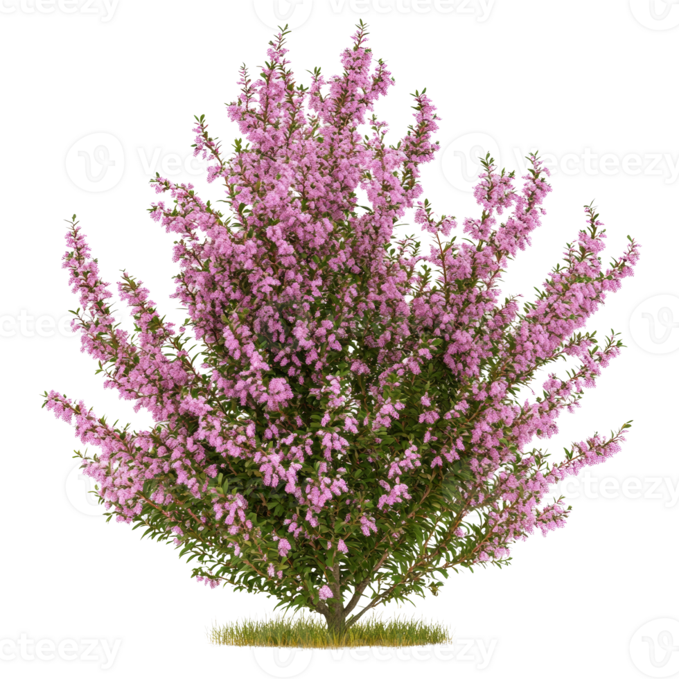Isolated flowering heather shrub, a botanical beauty with light pink blossoms png