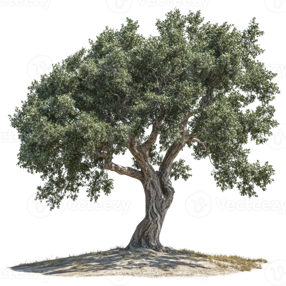 Solitary tree with lush foliage standing tall against transparent presentation, symbol of nature's endurance and resilience, its branching complexity png