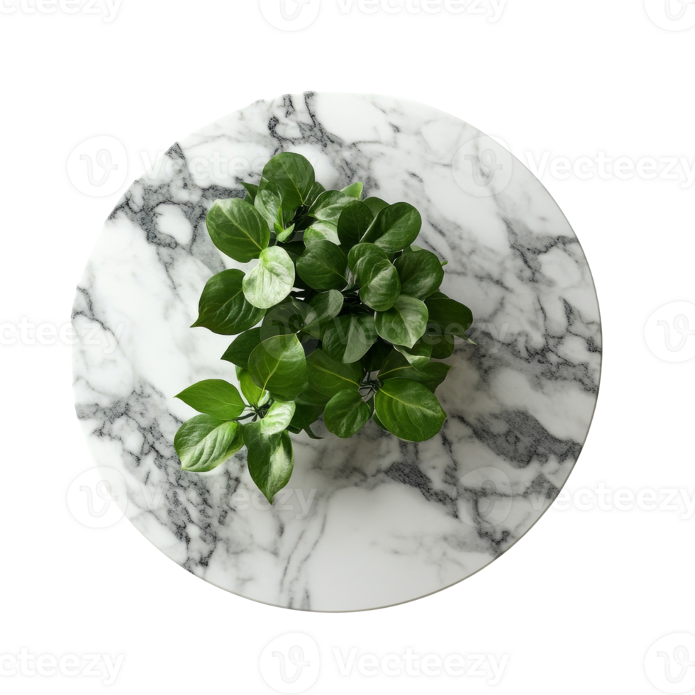 Elevated botanical composition featuring verdant foliage on a textured stone surface, isolated presentation png