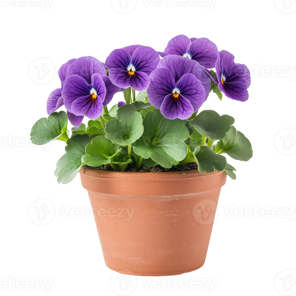 Elegant purple pansies flourishing in terracotta pot against a plain backdrop offering tranquil botanical beauty png