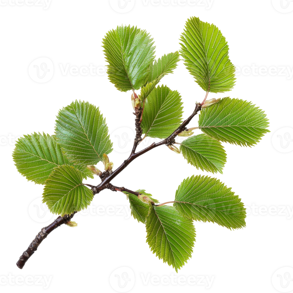 Delicate branch with vibrant green leaves against a stark, minimalist setting on clear background png