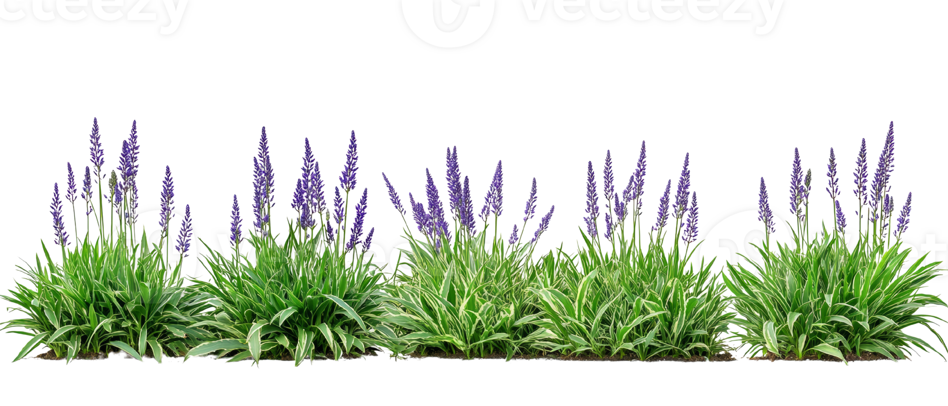 Ornamental speedwell Veronica plants with variegated leaves on an isolated transparent background png