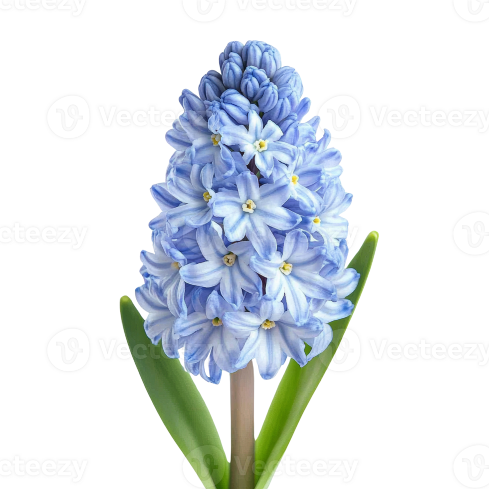 Captivating hyacinth bloom against a clean presentation, emphasizing detail and beauty, showcasing elegant floral design, enhanced with isolated aesthetic png