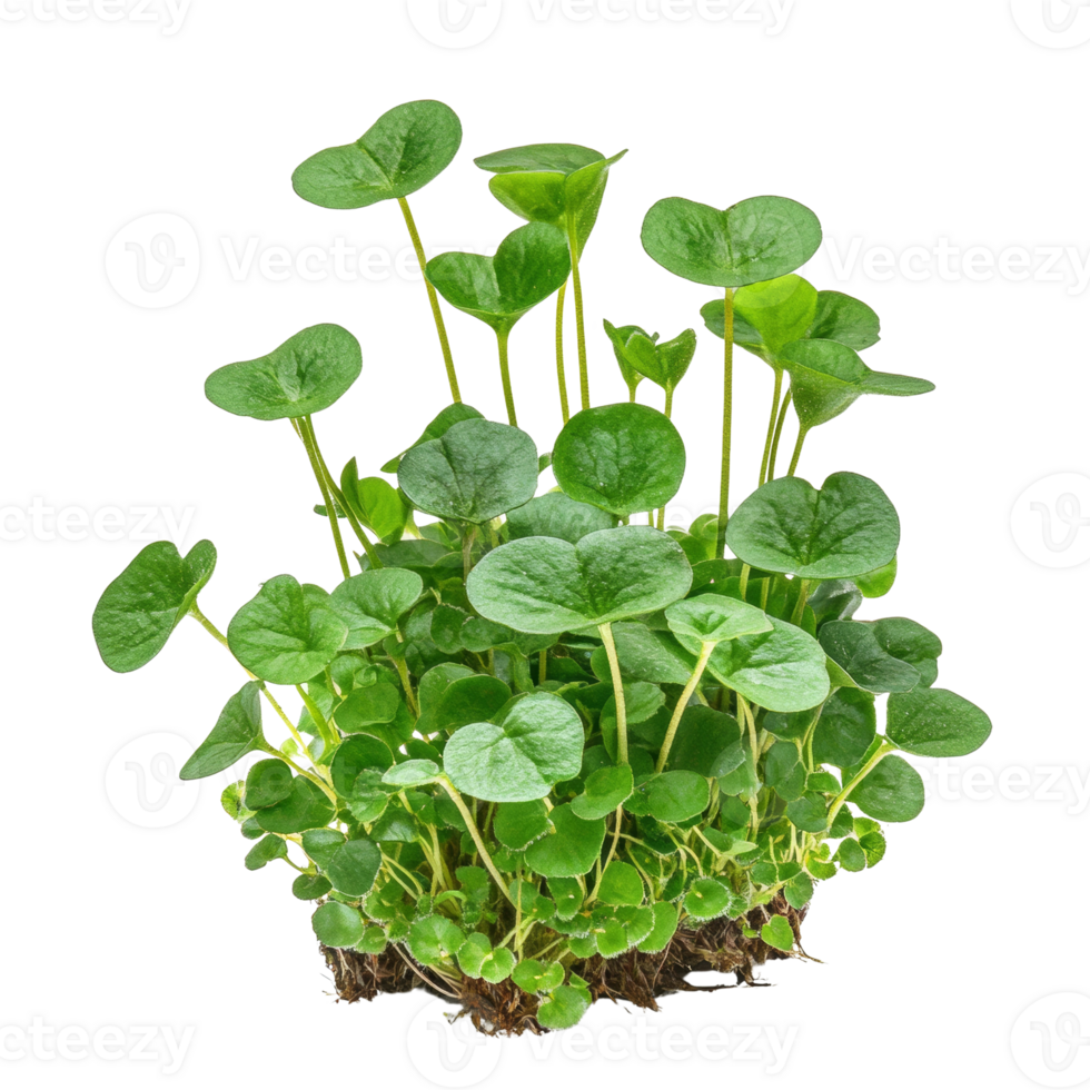 Vibrant verdant sprouts emerge against an inky canvas, showcasing nature's resilience png