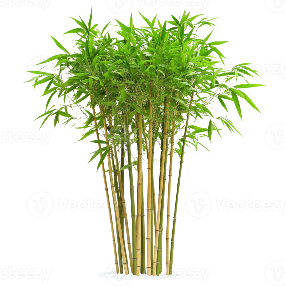 Vibrant bamboo cluster showcasing lush green foliage against a transparent setting png