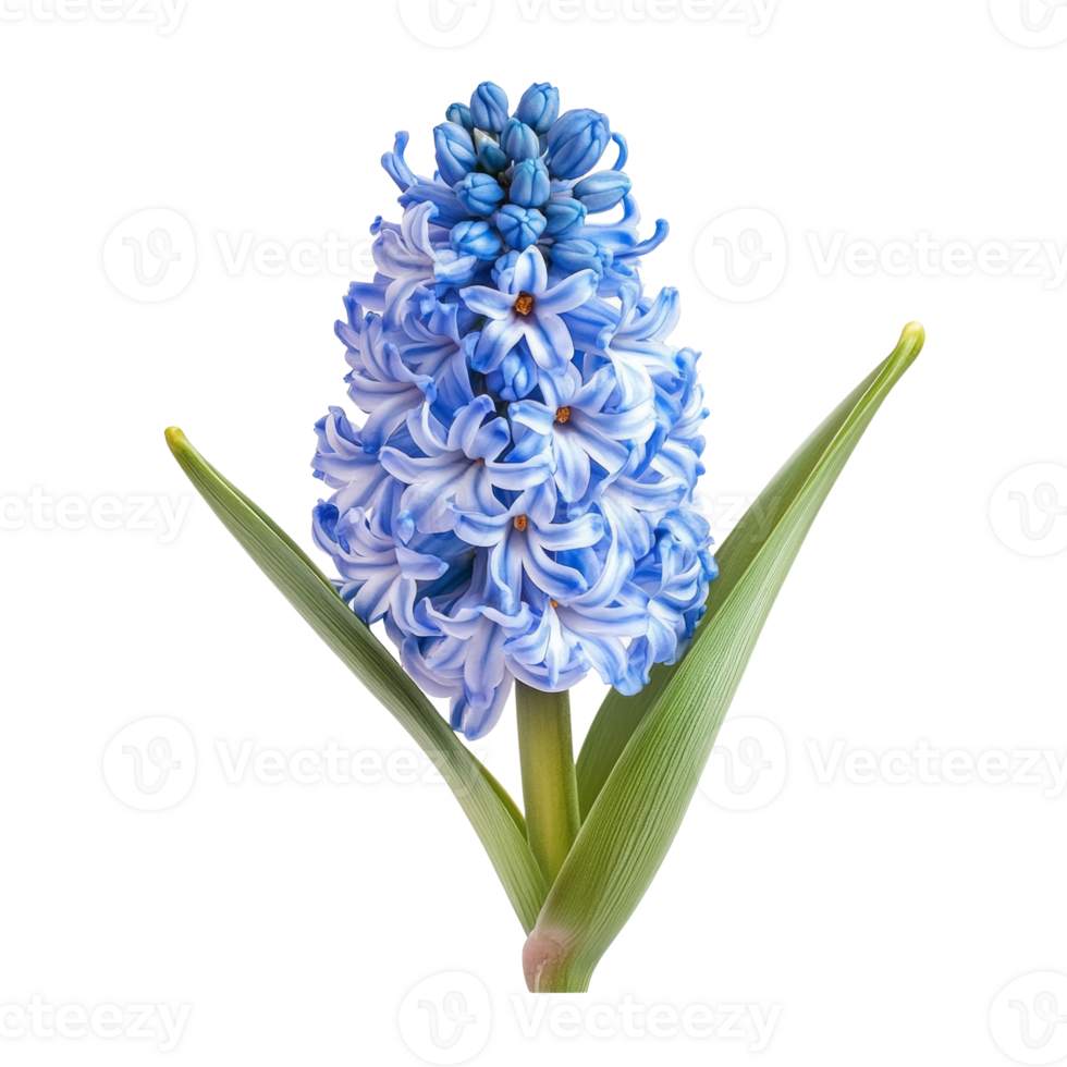 Isolated hyacinth bloom displaying intricate petal patterns with natural illumination and freshness png