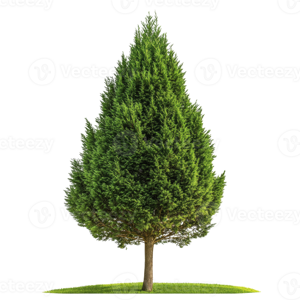 Emerald arborvitae tree isolated, providing greenery for landscaping projects and nature compositions png