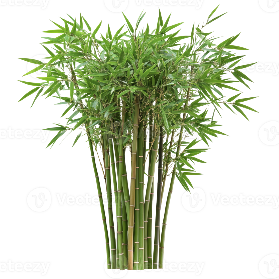 Lush bamboo plant flourishing on a transparent field, symbolising growth and serenity png