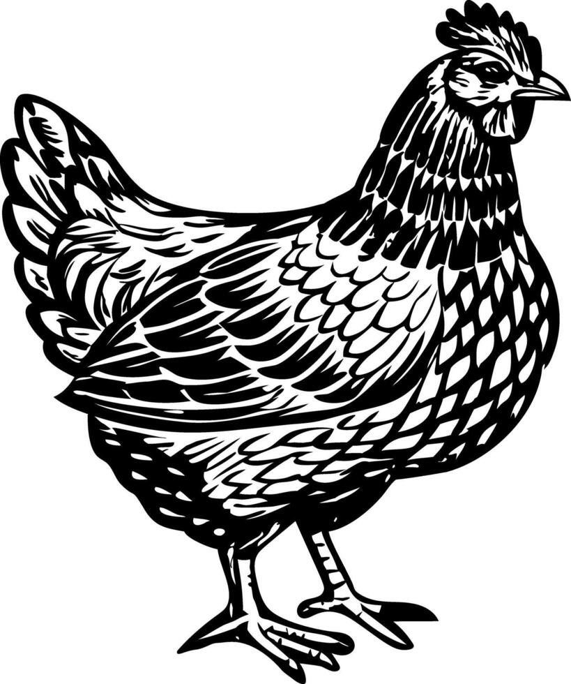 A vintage style illustration of hen vector