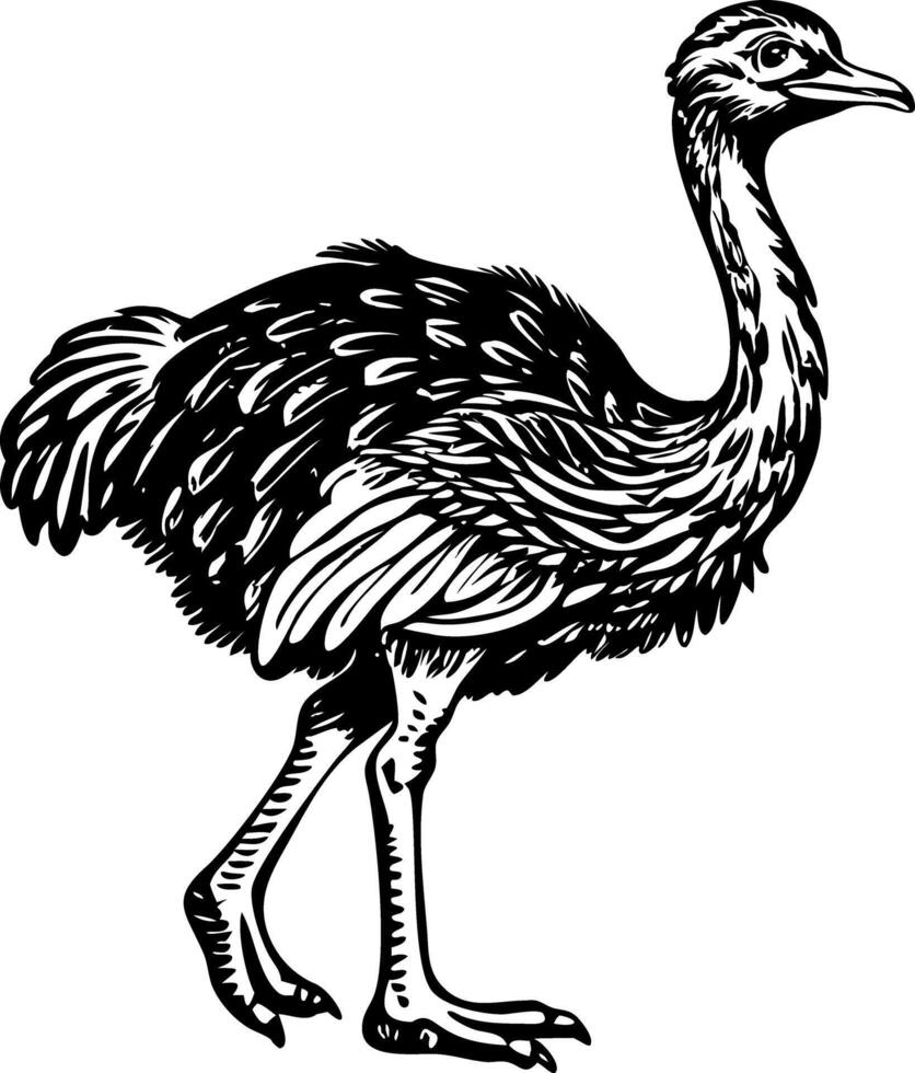 A vintage style illustration of ostrich vector
