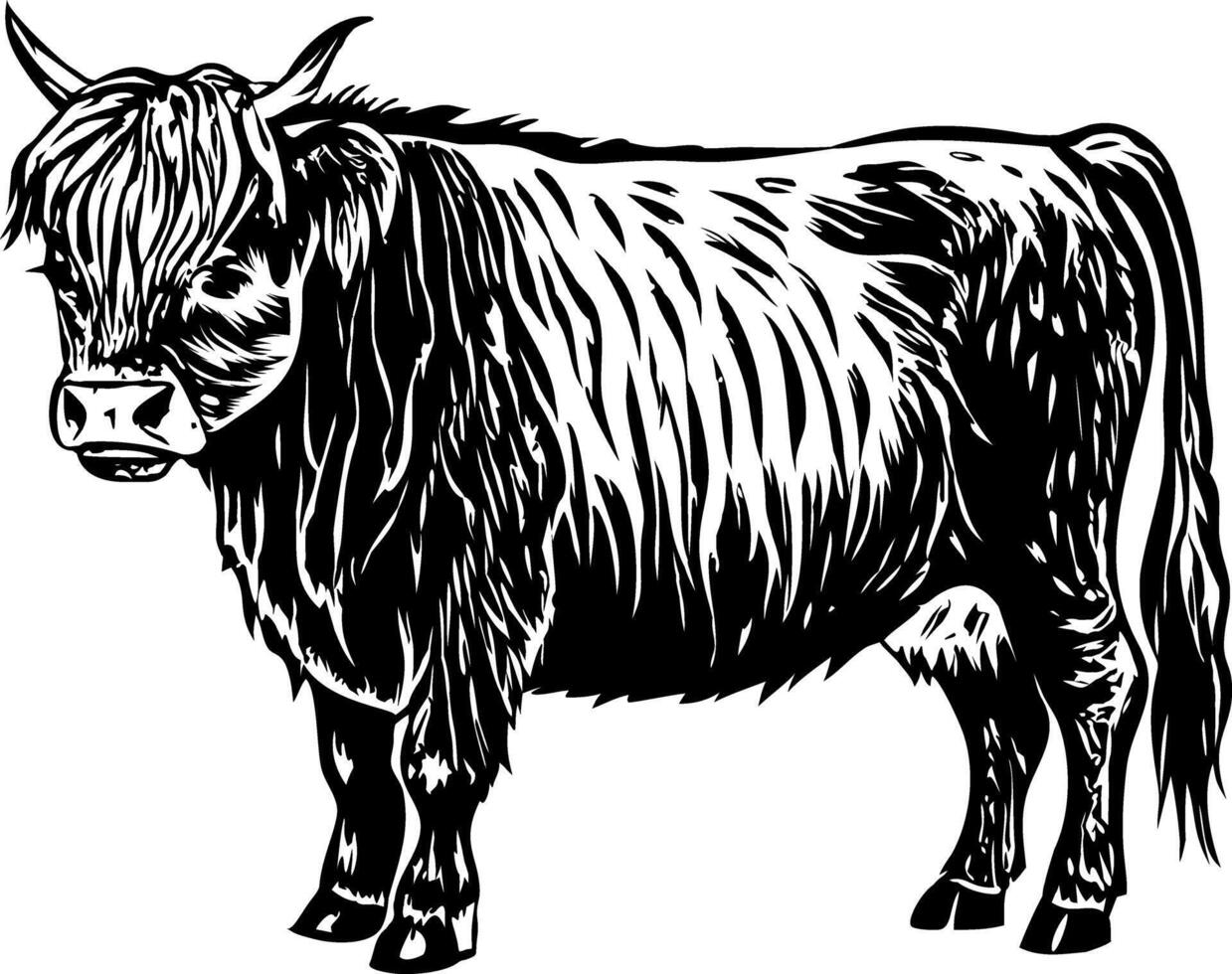 Belted galloway illustration in vintage style vector