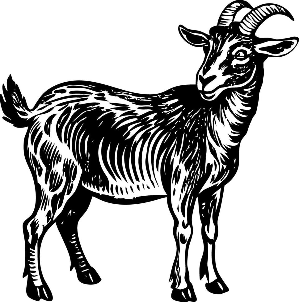 Farm goat illustration in vintage style vector