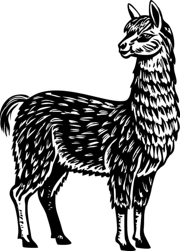 Lama pacos illustration in vintage style vector