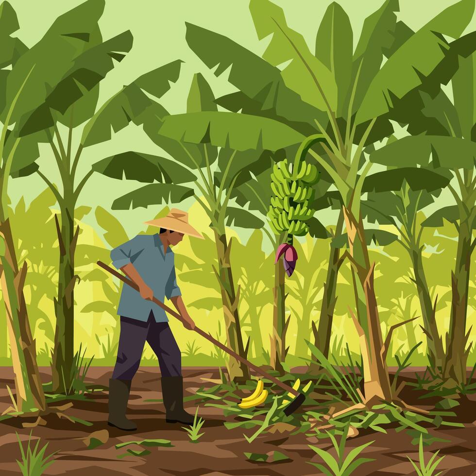 Person Working in Banana Plantation with Fruit Trees and Lush Foliage vector