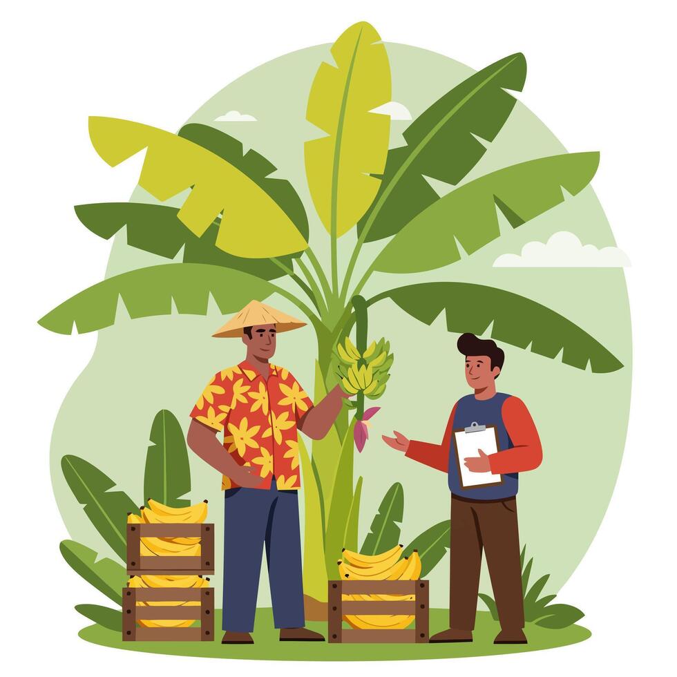 Banana Harvest Inspection at Plantation with Workers and Fruit Crates vector